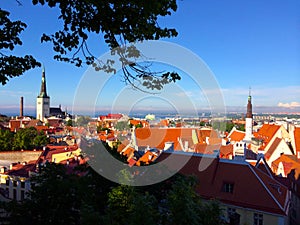 Tallinn, the capital of Estonia. The view from the old upper city to the red roofs of an old town.